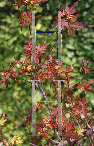 Picture of Acer palmatum 'Shishio hime (Shishi hime)'