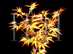 Picture of Acer palmatum 'Shishio hime (Shishi hime)'