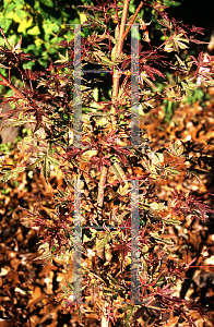 Picture of Acer palmatum 'Shojo-no-mai'