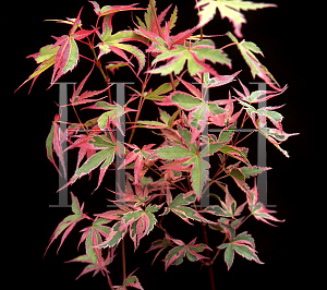 Picture of Acer palmatum 'Shojo-no-mai'