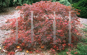 Picture of Acer palmatum (Dissectum Group) 'Shojo shidare'