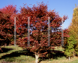 Picture of Acer palmatum (Matsumurae Group) 'Shojo nomura'