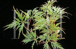 Picture of Acer palmatum (Dissectum Group) 'Shu shidare'