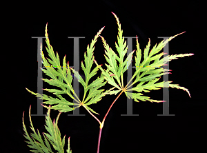 Picture of Acer palmatum (Dissectum Group) 'Shu shidare'