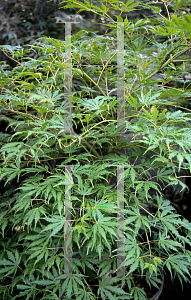 Picture of Acer palmatum (Matsumurae Group) 'Sister Ghost'