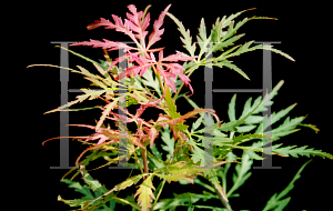 Picture of Acer palmatum (Dissectum Group) 'Spring Delight'