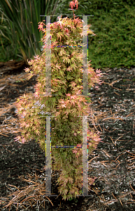 Picture of Acer palmatum (Matsumurae Group) 'Squitty'