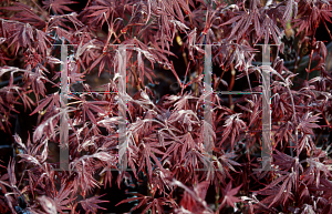 Picture of Acer palmatum (Matsumurae Group) 'Sumi nagashi'