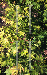 Picture of Acer palmatum 'Tama hime'