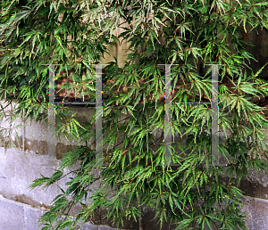 Picture of Acer palmatum (Dissectum Group) 'Tamuke yama'