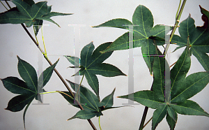 Picture of Acer palmatum (Amoenum Group) 'Tana'