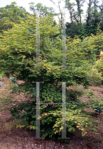 Picture of Acer palmatum (Amoenum Group) 'Tana'