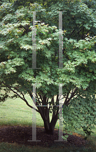 Picture of Acer palmatum (Matsumurae Group) 'Tatsuta gawa'