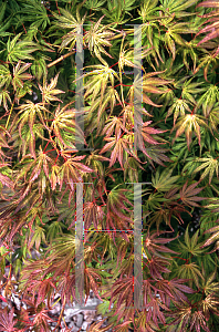 Picture of Acer palmatum (Matsumurae Group) 'Tiger Rose'