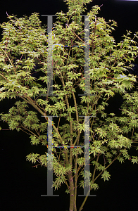 Picture of Acer palmatum (Matsumurae Group) 'Tiny Leaf'