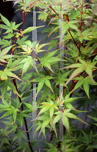 Picture of Acer palmatum 'Tobiosho'