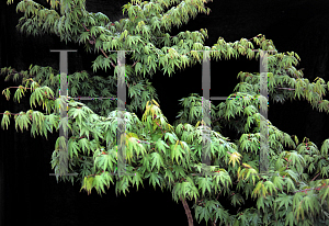 Picture of Acer palmatum 'Tobiosho'