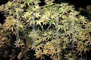 Picture of Acer palmatum 'Tokyo yatsubusa'