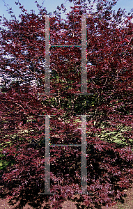 Picture of Acer palmatum (Matsumurae Group) 'Trompenburg'