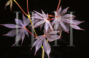 Picture of Acer palmatum (Matsumurae Group) 'Trompenson'