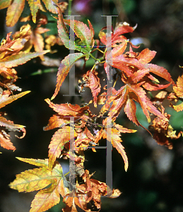 Picture of Acer palmatum 'Tsukomo'