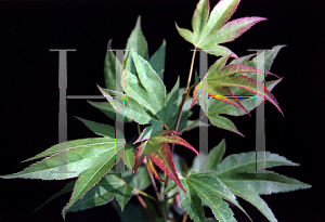 Picture of Acer palmatum (Amoenum Group) 'Tsuma gaki'