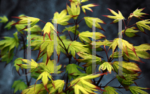 Picture of Acer palmatum (Amoenum Group) 'Tsuma gaki'