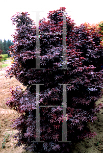 Picture of Acer palmatum (Matsumurae Group) 'Twombleys Red Sentinel'