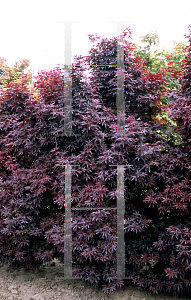 Picture of Acer palmatum (Matsumurae Group) 'Twombleys Red Sentinel'