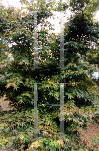 Picture of Acer palmatum 'Ueno yatsubusa'