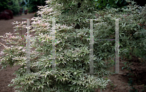 Picture of Acer palmatum 'Ukigumo'