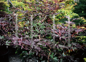 Picture of Acer palmatum (Amoenum Group) 'Uncle Red'