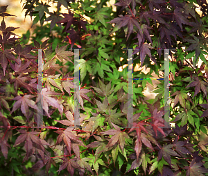 Picture of Acer palmatum 'Jewels'