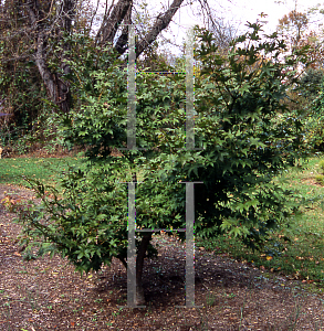 Picture of Acer palmatum (Amoenum Group) 'Utsu semi'