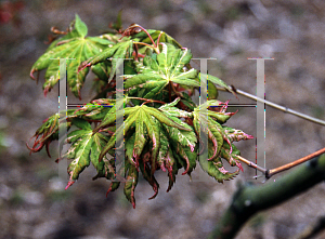 Picture of Acer palmatum (Matsumurae Group) 'Verdant Pavilion'