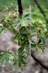 Picture of Acer palmatum (Matsumurae Group) 'Verdant Pavilion'