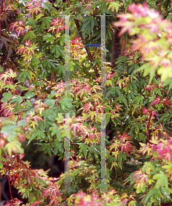 Picture of Acer palmatum 'Vic Broom'