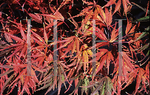 Picture of Acer palmatum (Dissectum Group) 'Vic Pink'