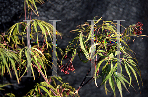 Picture of Acer palmatum (Dissectum Group) 'Vic Pink'