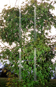 Picture of Acer palmatum 'Volubile'