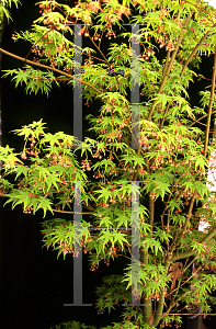 Picture of Acer palmatum 'Waka midori'