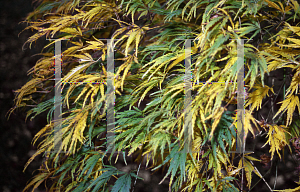 Picture of Acer palmatum (Dissectum Group) 'Washi-no-o (Palmatifidum)'