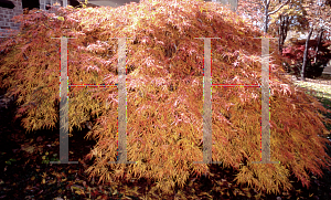 Picture of Acer palmatum (Dissectum Group) 'Waterfall'