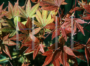 Picture of Acer palmatum 'Atropurpureum Wattez (Wattez)'