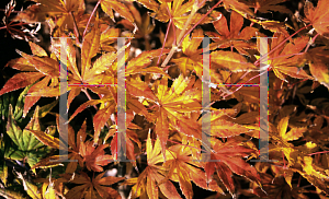 Picture of Acer palmatum (Matsumurae Group) 'Will's Devine'