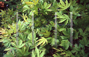 Picture of Acer palmatum 'William S. Campbell'