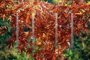 Picture of Acer palmatum (Matsumurae Group) 'Wou nishiki'