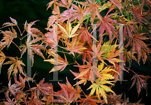Picture of Acer palmatum (Matsumurae Group) 'Wou nishiki'