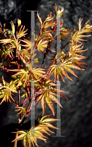 Picture of Acer palmatum 'Yashio'