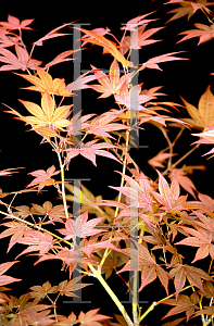 Picture of Acer palmatum 'Yugure'